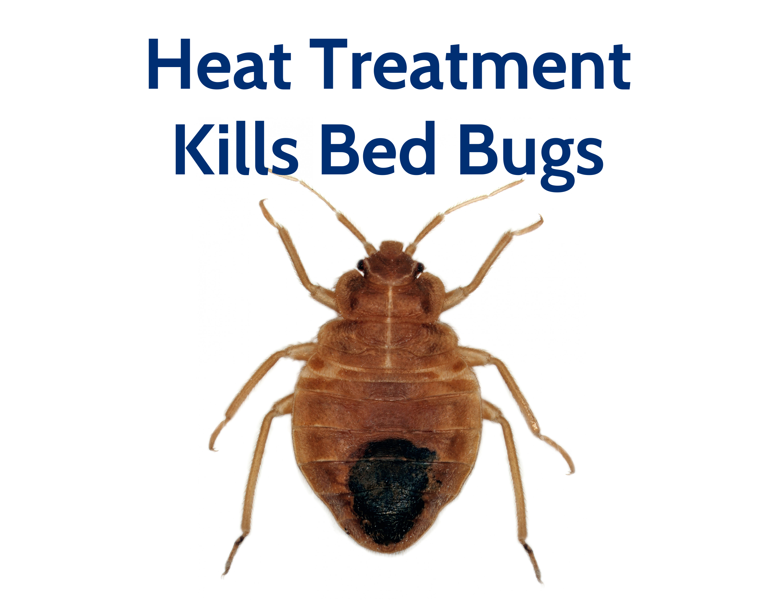 Termite Heat Treatment Precision Environmental